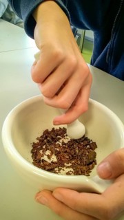 Westerberg, Osnabrück, Lower Saxony, Germany, Two hands crush cocoa beans in a white mortar with a