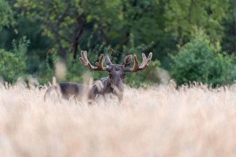 A bull moose (Alces alces) standing in a wheat field, surrounded by green trees in a quiet evening