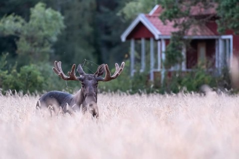 A bull elk moose (Alces alces) stands in a golden wheat field in front of a small red house Swedish