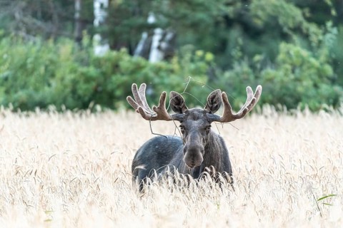 A bull elk moose (Alces alces) with large antlers looks through a field of yellow wheat into a
