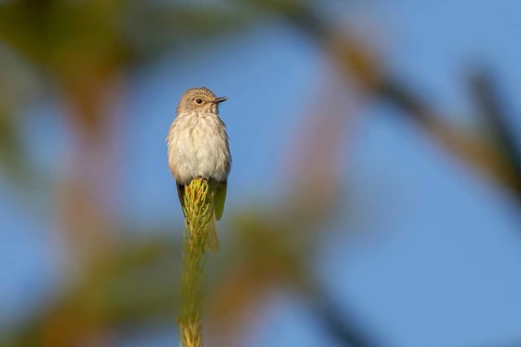 A grey flycatcher (Muscicapa striata) on its perch from which it watches and hunts insects flying