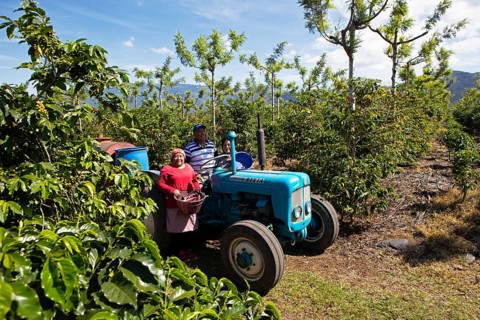 Guatemalan coffee pickers on a coffee plantation in the highlands near Antigua, Sacatepéquez