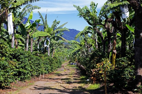 Banana trees on a coffee plantation in the highlands near Antigua, Sacatepéquez Department,