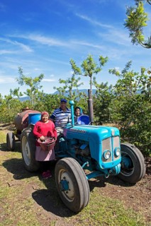 Guatemalan coffee pickers on a coffee plantation in the highlands near Antigua, Sacatepéquez