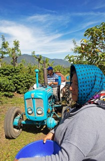 Coffee pickers on a coffee plantation in the highlands near Antigua, Sacatepéquez Department,