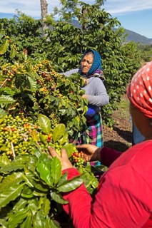 Guatemalan coffee pickers on a coffee plantation in the highlands near Antigua, Sacatepéquez