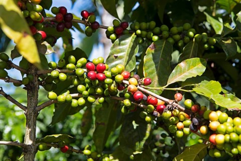 Coffee berries or coffee cherries on the bush on a coffee plantation in the highlands near Antigua,