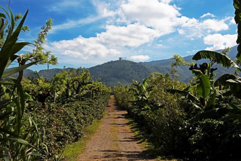 Coffee plantation in the highlands near Antigua, Sacatepéquez Department, Guatemala