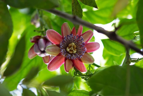 Blossom of the passion flower (Paasiflora), old town, Antigua, highlands, Departamento