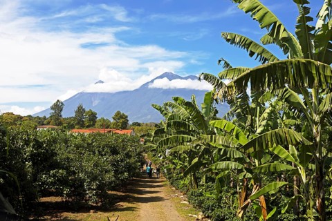 Coffee plantation in the highlands near Antigua, at the back of the Fuego volcano, Sacatepéquez