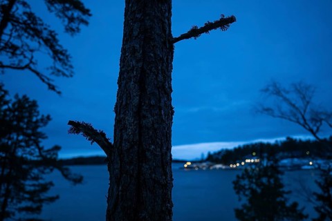 Dark tree trunk silhouette in cool evening, sea, settlement lights in the background, Korpoström,