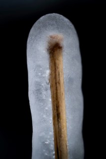 Reed stalks wrapped in transparent ice, Korpoström, Korpo or Korppo, southwestern archipelago,