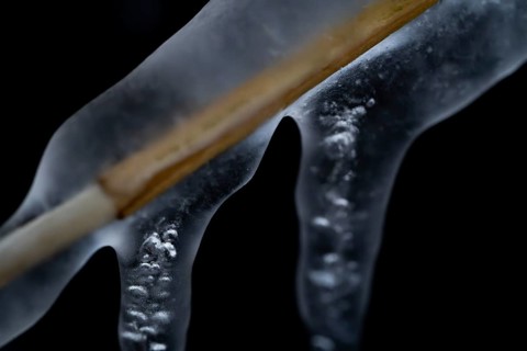 Reed stalks surrounded by ice and icicles against a dark background, Korpoström, Korpo or Korppo,