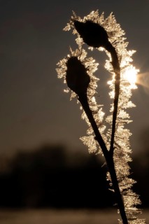 Close-up of frost-coated plant with ice crystals in backlight on a clear winter morning,