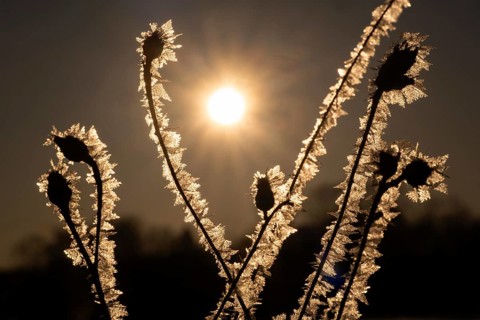 Frost-coated plants with ice crystals glow at sunrise, Korpoström, Korpo or Korppo, southwestern
