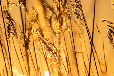 Grasses in backlight at sunset, evening, Korpoström, Korpo or Korppo, southwestern archipelago,