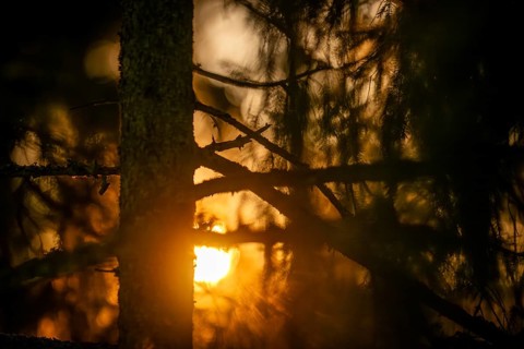 A mystical forest with sunlight shining through the trees, Korpoström, Korpo or Korppo,