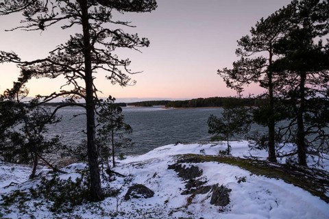 Wintery, snowy coastal landscape with pine trees at dusk with a view of the sea, Korpoström, Korpo