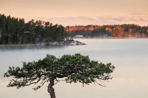 Peaceful winter landscape by the sea with a solitary pine tree, warm light, Korpoström, Korpo or