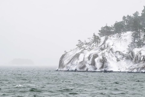 Snowy, windswept coast with pine trees against grey-white, foggy sky, Korpoström, Korpo or Korppo,