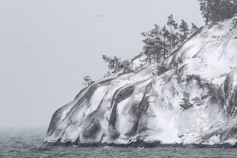 Snowy, windswept coast with pine trees against a grey-white sky, Korpoström, Korpo or Korppo,