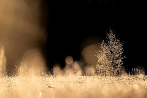 A single tree covered with ice crystals in an open field in the golden light of morning sun,