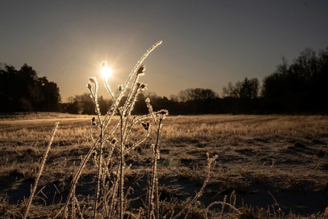 Frost-coated plants in the light of morning sun in a field, Korpoström, Korpo or Korppo,