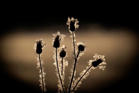 Buds of a plant coated with ice crystals against a dark background, Korpostrom, Korpo or Korppo,