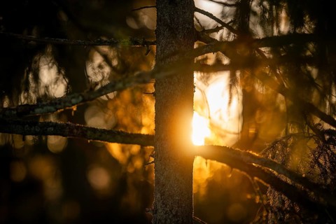 Rays of the rising winter sun penetrate the thick branches of a conifer tree, create a warm
