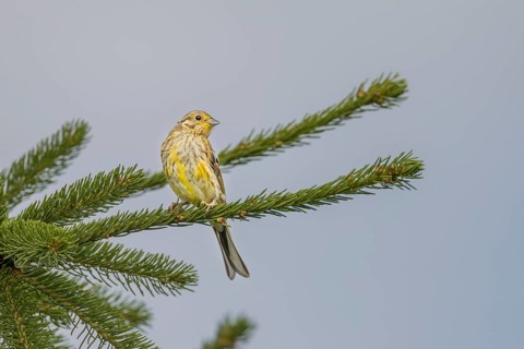 The exact species identification of fledged young birds is difficult, but for experienced