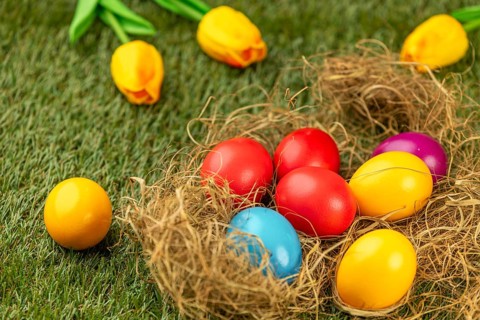 Colourful Easter eggs in nest on green grass surrounded by yellow tulips