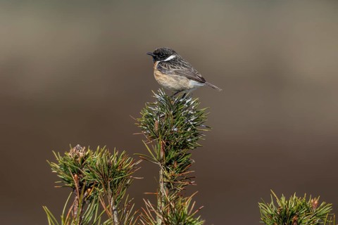 The bird droppings clearly show that the small pine tree is frequently used by the stonechat