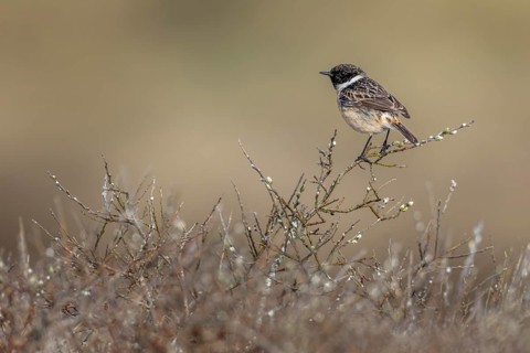 A stonechat (Saxicola rubicola) uses a perch as a vantage point to hunt for flying insects, singing