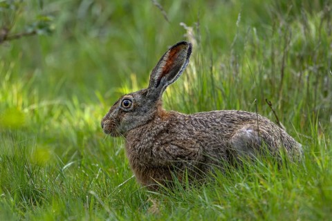 A brown hare (Lepus europaeus) enjoys the fresh greenery in a clearing in the forest, foraging,