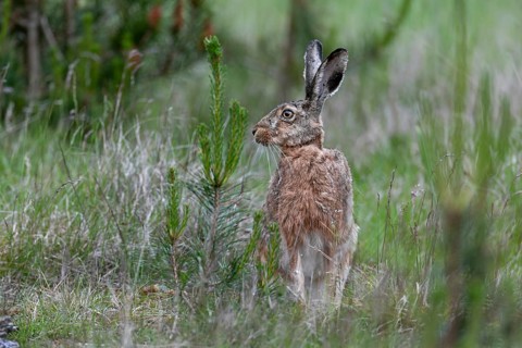 Photographing brown hares (Lepus europaeus) in the forest is a difficult endeavour, sometimes
