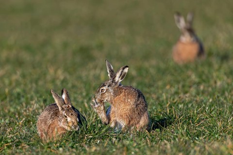 The wild activity of the brown hare (Lepus europaeus) during the rutting season is repeatedly