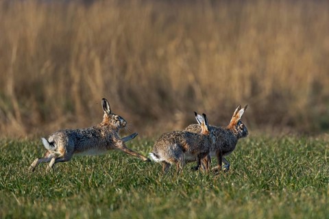 The hares (Lepus europaeus) really get down to business during the chases, there is boxing, biting,