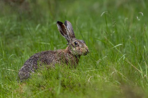 The tick (Ixodes ricinus) can be clearly recognised on the back of the head of the brown hare