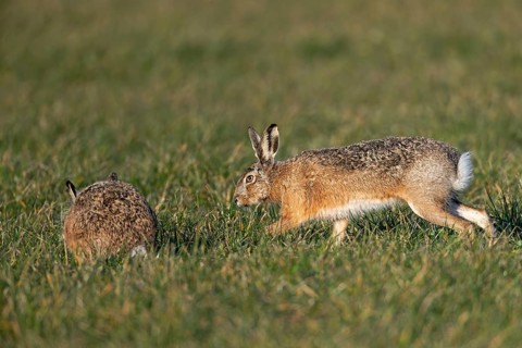 After a wild chase, a buck cautiously approaches a doe (Lepus europaeus), mating season, morning