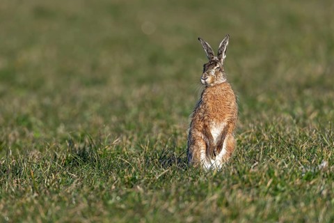 A male hare (Lepus europaeus) in the mating season, first of all explores the situation, mating