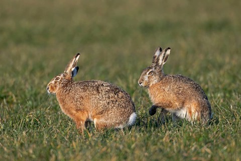 As soon as a male approaches the female fieldfare (Lepus europaeus), she reacts to him, mating