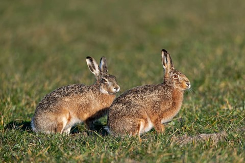A male rabbit attentively observes the behaviour of the fieldfare (Lepus europaeus), mating season,