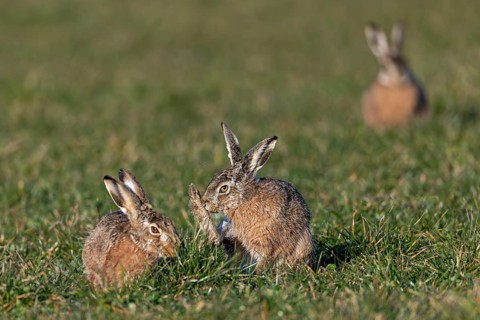 Tense calm between male and female (Lepus europaeus), the competition is already waiting in the