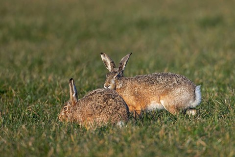 After a wild chase, a male cautiously approaches the female fieldfare (Lepus europaeus), which