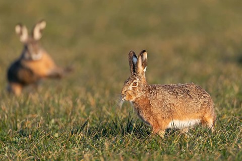 The breather for the fieldfare (Lepus europaeus) is only short-lived, as a buck approaches again,