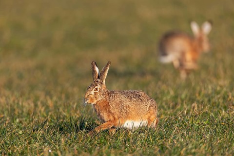 For a brief moment, the fieldfare (Lepus europaeus) can take a breather, the bucks are busy with