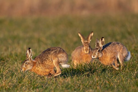In a wild chase, the bucks circle the female hare (Lepus europaeus), which is watching the hare's