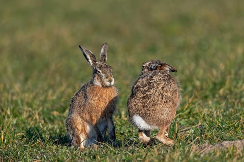 The fieldfare (Lepus europaeus) acknowledges many attempts by the male to approach with a defensive