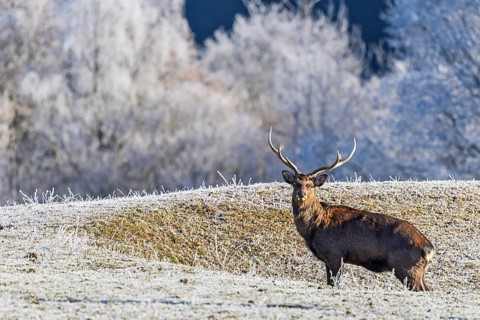A Japanese sika deer stag (Cervus nippon nippon) stands on a frost-covered meadow in hilly terrain.