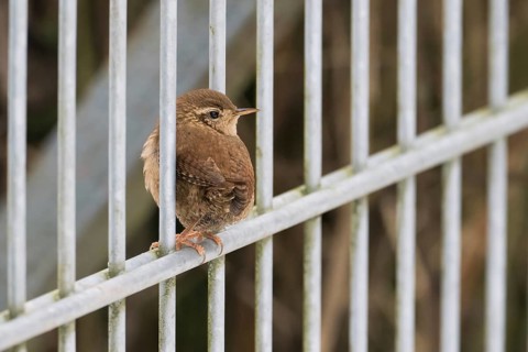 A wren (Troglodytes troglodytes) sits quietly on a metal fence surrounded by a natural background,